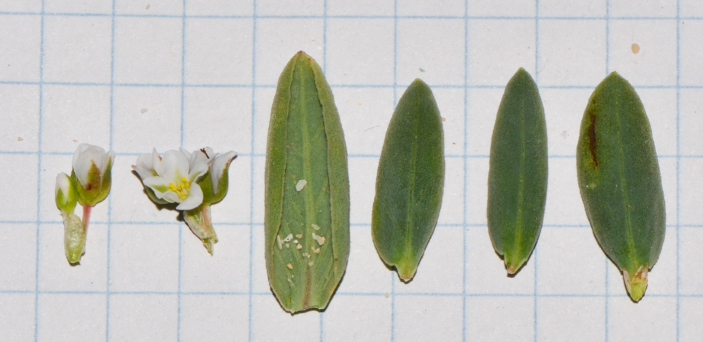 Image of Polygonum maritimum specimen.