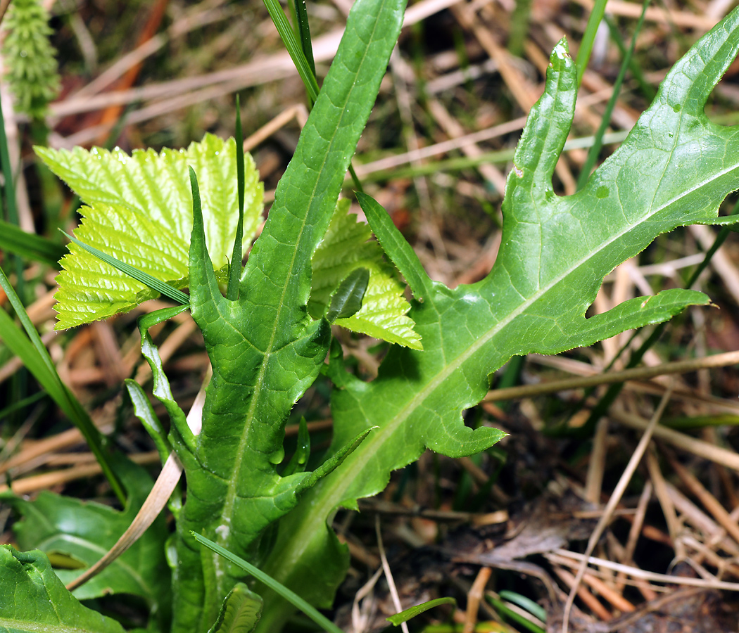 Изображение особи Cirsium heterophyllum.