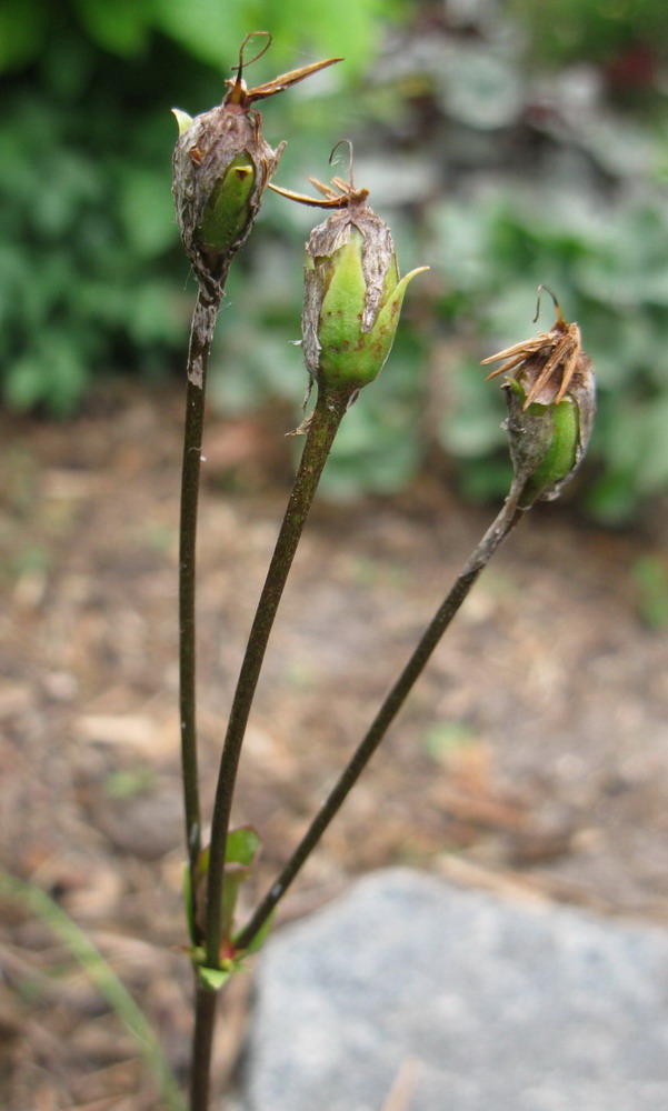 Изображение особи Dodecatheon meadia.