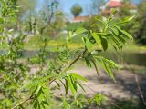 Salix × fragilis. Ветвь с молодыми побегами. Псков, долина р. Пскова, парк. 09.05.2016.