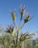 Nepeta parviflora. Верхушка соцветия. Краснодарский край, Темрюкский р-н, мыс Железный Рог, приморский обрывистый остепнённый склон. 07.06.2015.