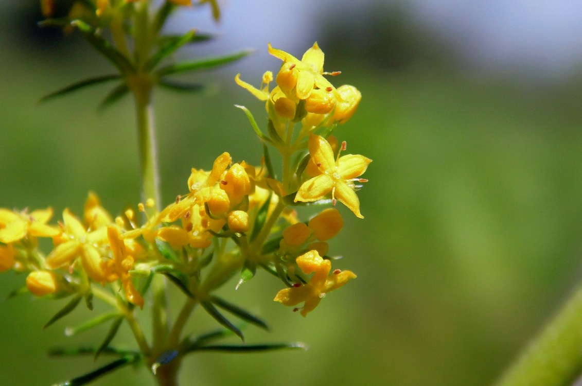 Image of Galium verum specimen.