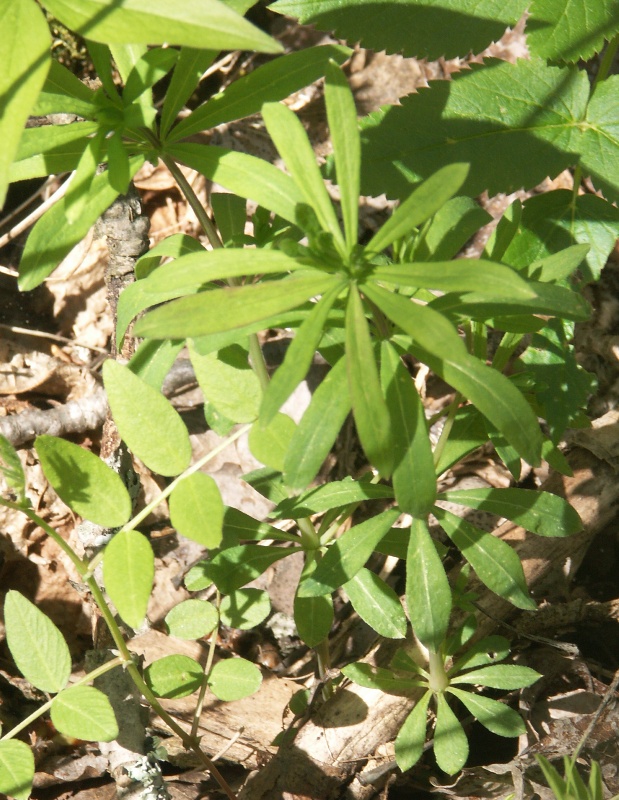 Image of Galium intermedium specimen.