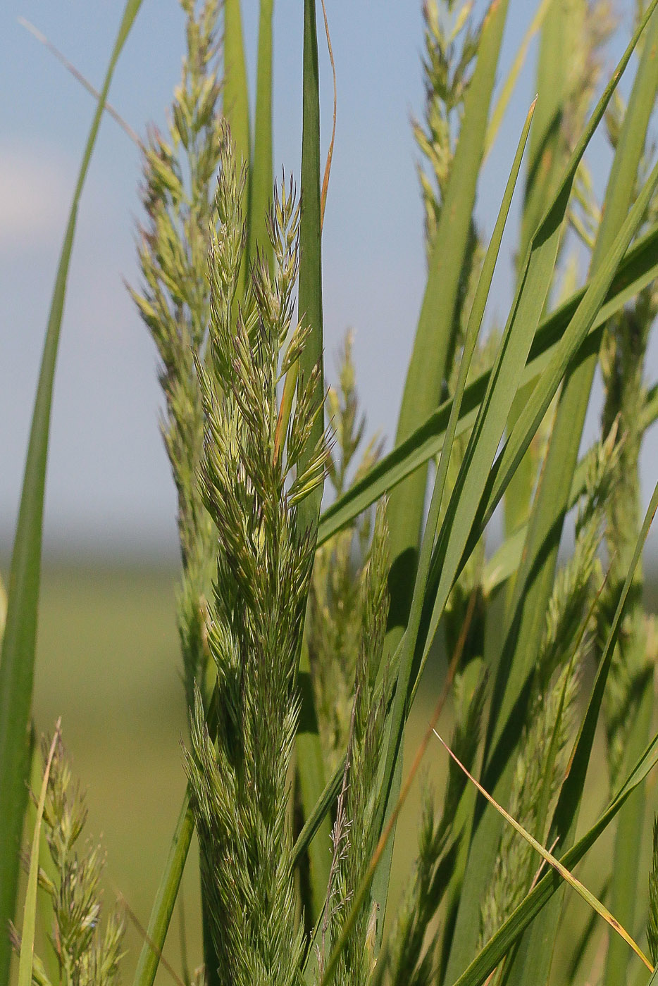 Image of Calamagrostis epigeios specimen.