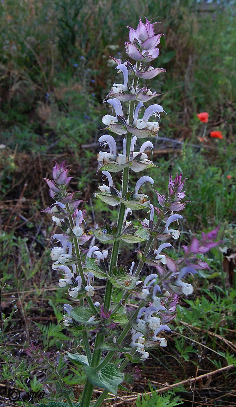 Изображение особи Salvia sclarea.