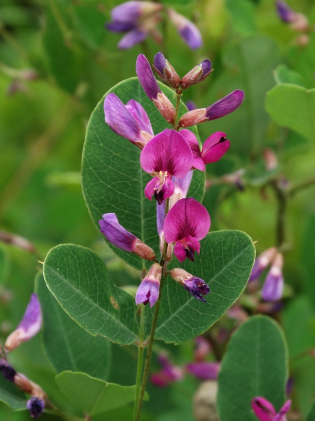 Image of Lespedeza bicolor specimen.