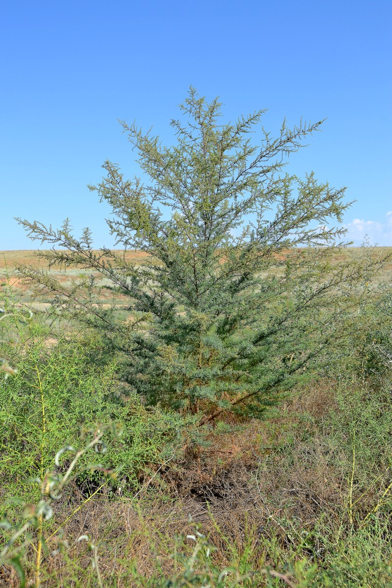 Image of Suaeda altissima specimen.