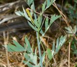 Romneya coulteri