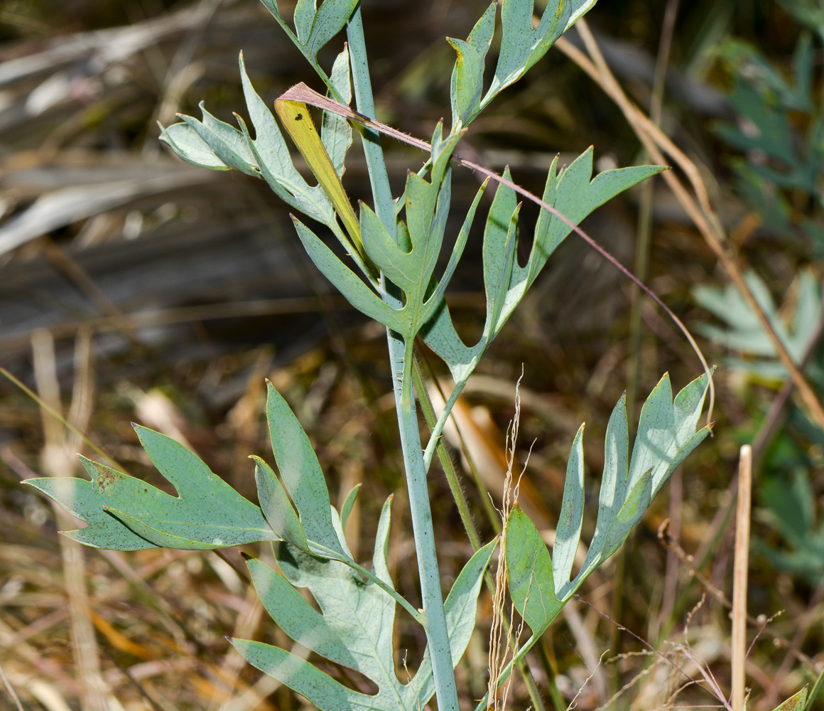 Image of Romneya coulteri specimen.