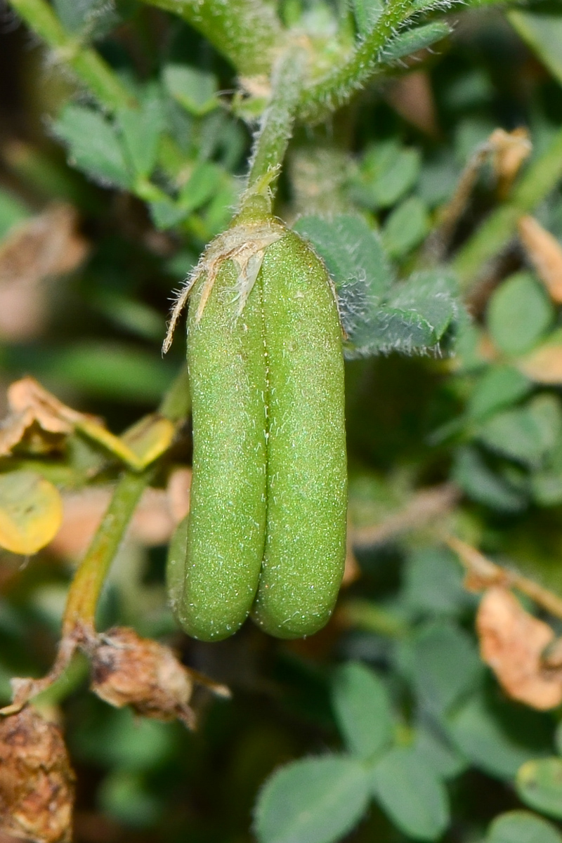 Изображение особи Astragalus mareoticus.