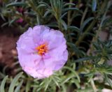 Portulaca grandiflora. Цветок (махровый культивар). Краснодарский край, г. Краснодар, в озеленении. 13.09.2016.