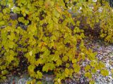 Fagus grandifolia. Ветви с неопавшими листьями в осенней окраске. Беларусь, г. Минск, Центральный ботанический сад, аллея черёмухи Маака. 07.11.2016.