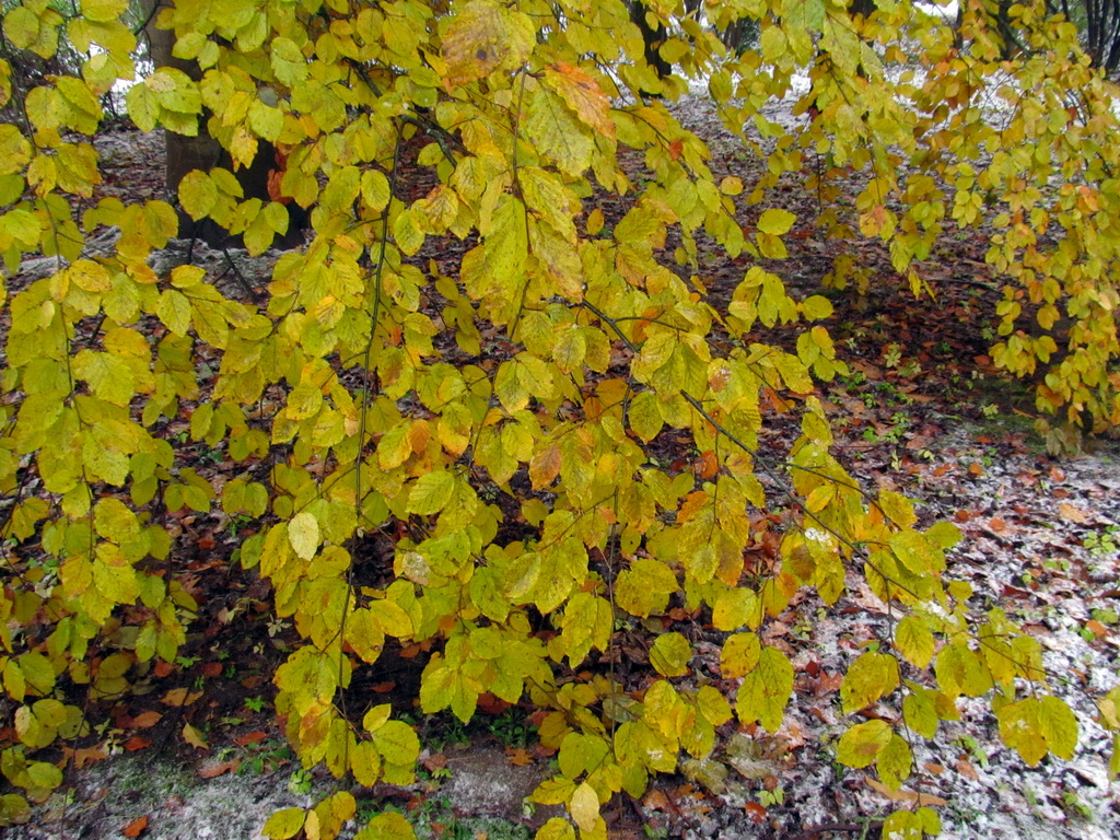 Image of Fagus grandifolia specimen.