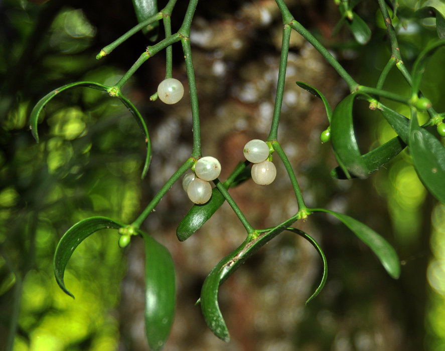 Image of Viscum album specimen.