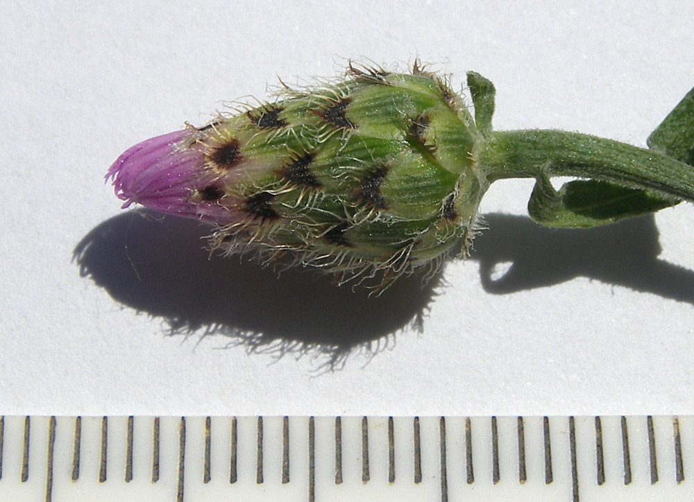 Image of Centaurea biebersteinii specimen.