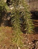 Pseudotsuga menziesii. Прошлогодние побеги. Украина, г. Запорожье, о-в Хортица, западный берег острова. 08.03.2015.