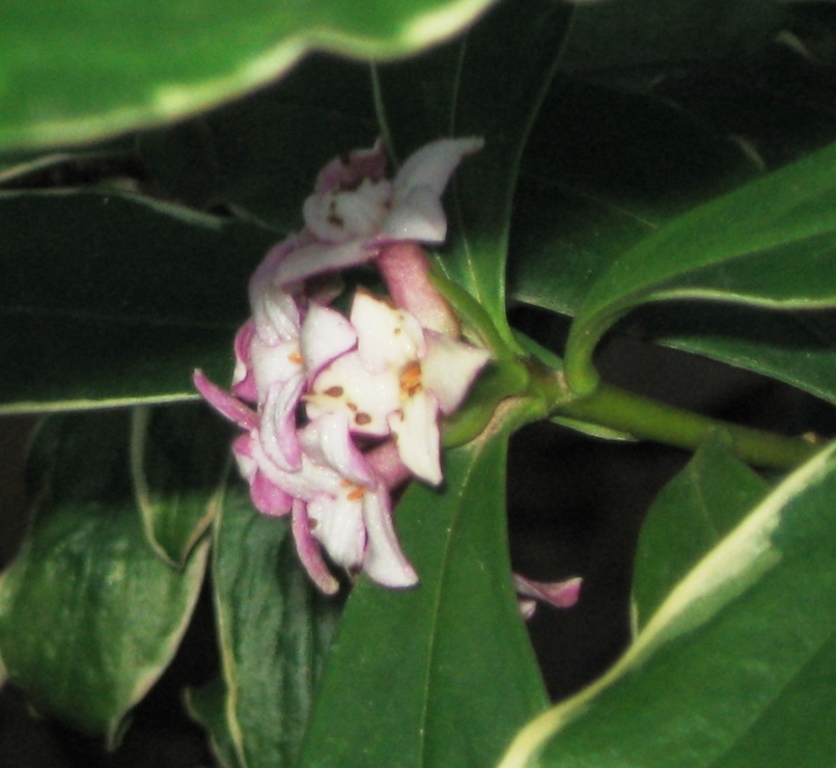 Image of Daphne odora specimen.