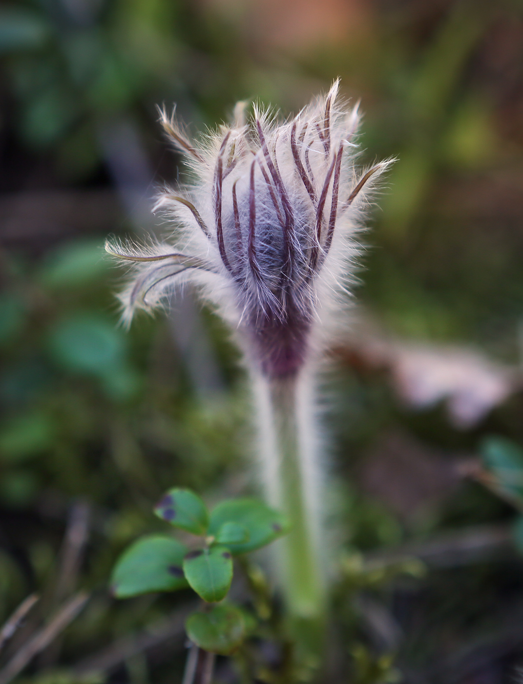 Image of Pulsatilla patens specimen.