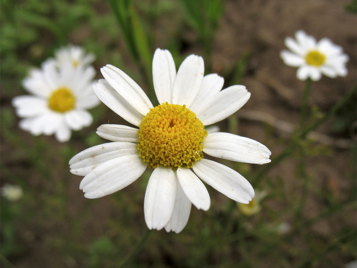 Image of Anthemis arvensis specimen.