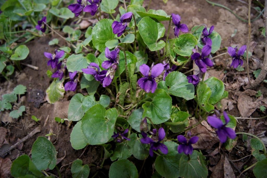 Image of Viola odorata specimen.