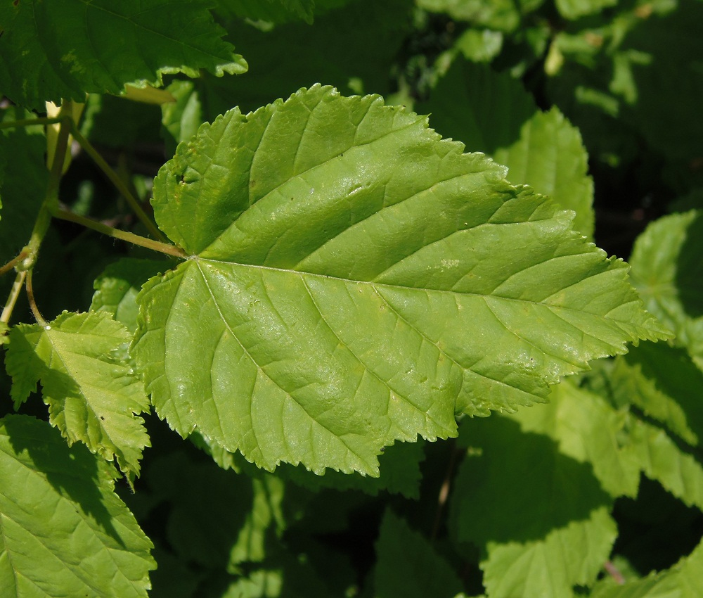 Image of Acer tataricum specimen.