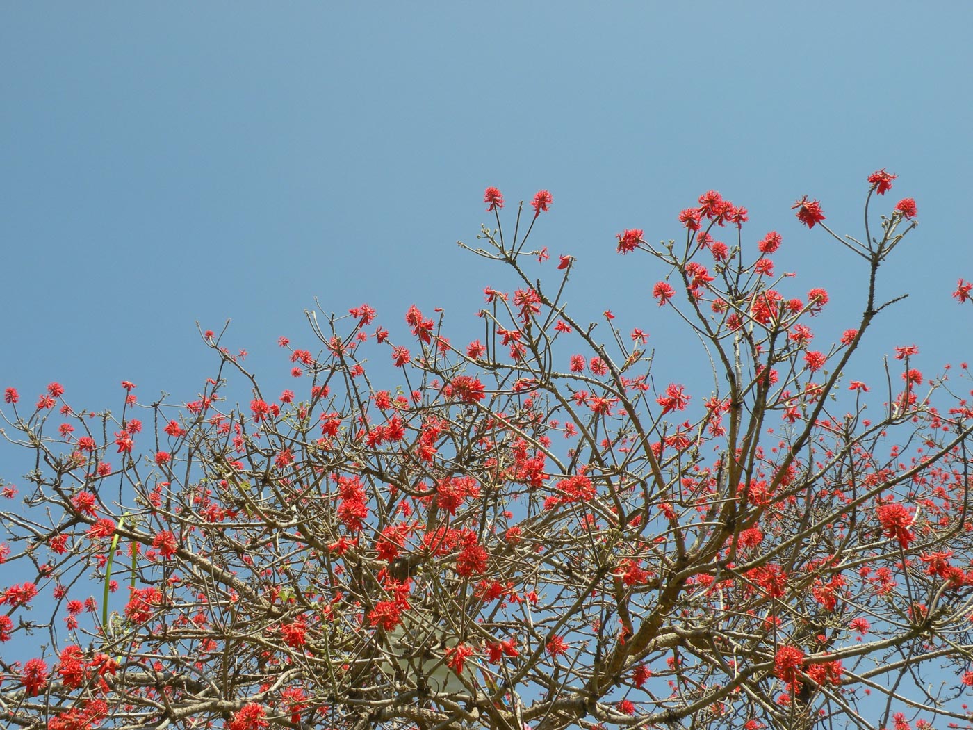 Изображение особи Erythrina abyssinica.