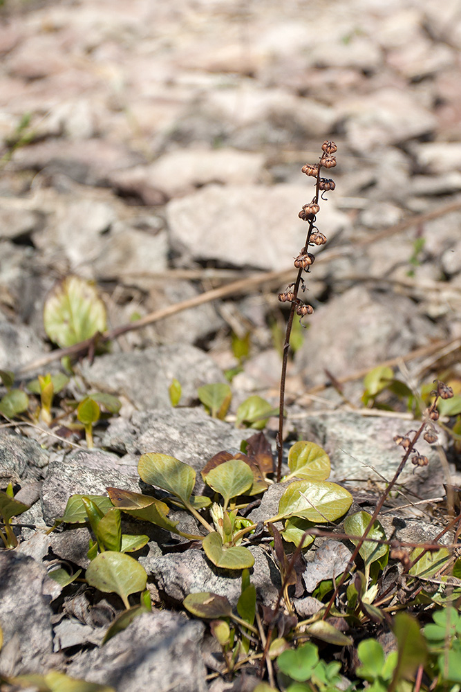 Image of Pyrola rotundifolia specimen.