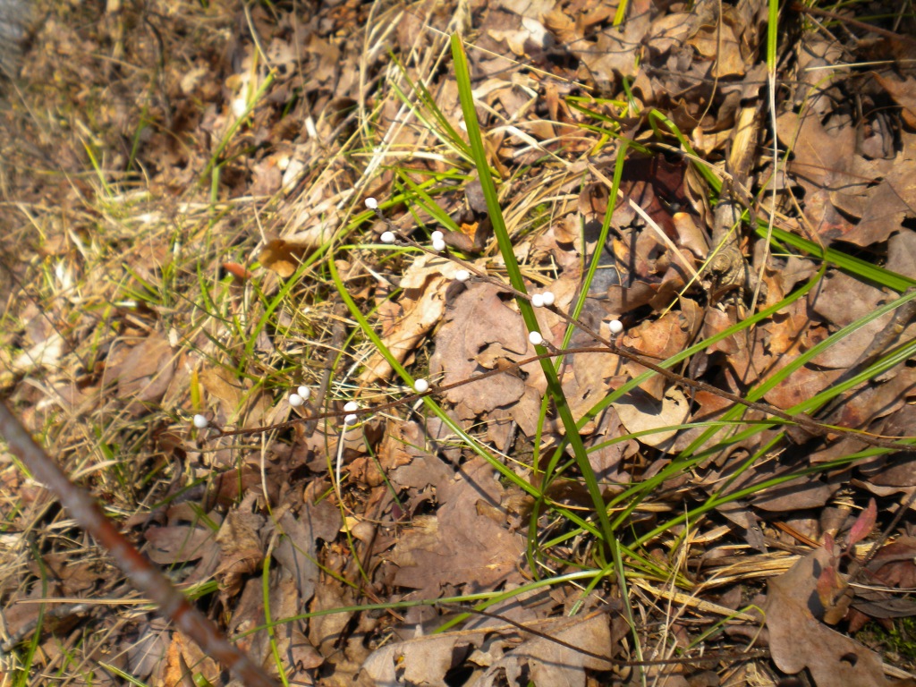 Image of Aegonychon purpureocaeruleum specimen.