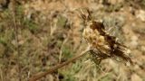 Centaurea orientalis. Соплодие. Крым, Севастополь, пос. Любимовка, степь. 16.07.2017.