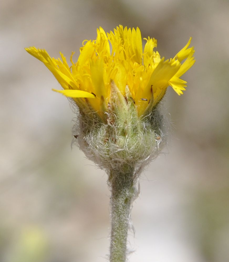 Изображение особи Hieracium pannosum.