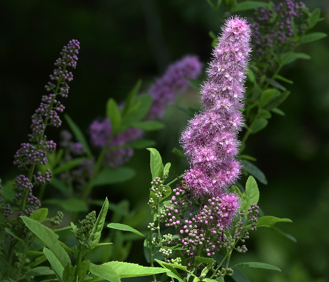 Изображение особи Spiraea &times; billardii.