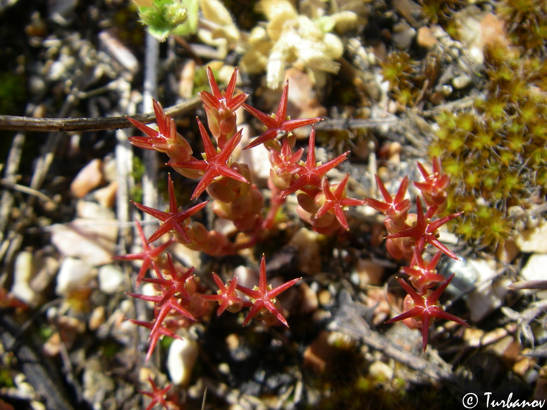 Image of Sedum cespitosum specimen.