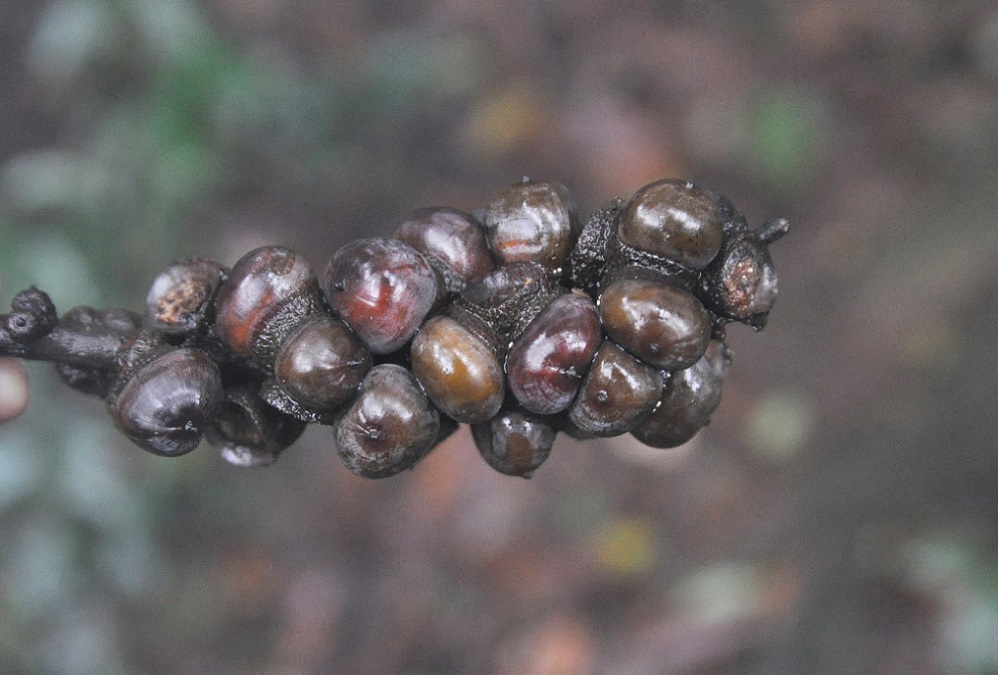 Image of genus Lithocarpus specimen.