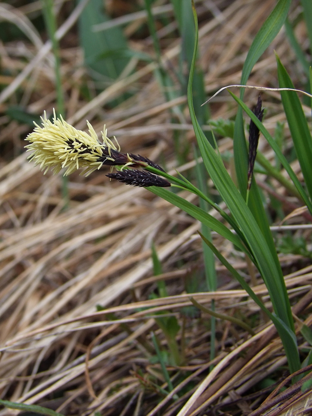 Image of Carex riishirensis specimen.