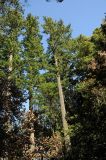 Pseudotsuga menziesii. Кроны взрослых деревьев в густом лесу. США, Калифорния, горки возле Сан-Франциско, северный склон, псевдотсугово-секвоевый лес. 25.02.2017.