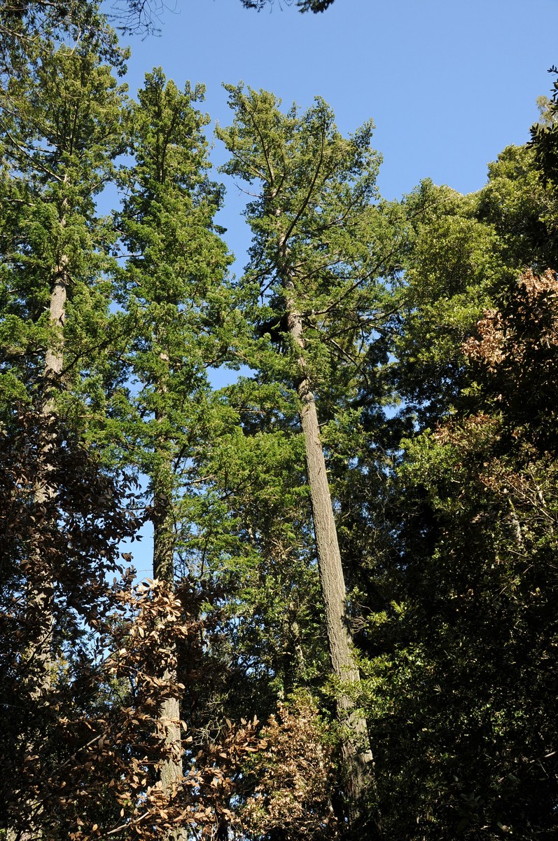 Image of Pseudotsuga menziesii specimen.