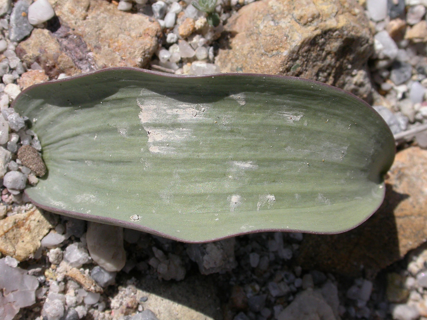 Image of Tulipa jacquesii specimen.