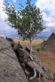 Betula platyphylla. Взрослое дерево. Монголия, аймак Туве, окр. г. Эрдэнэсант, ≈ 1400 м н.у.м., в расщелине между скал. 01.06.2017.