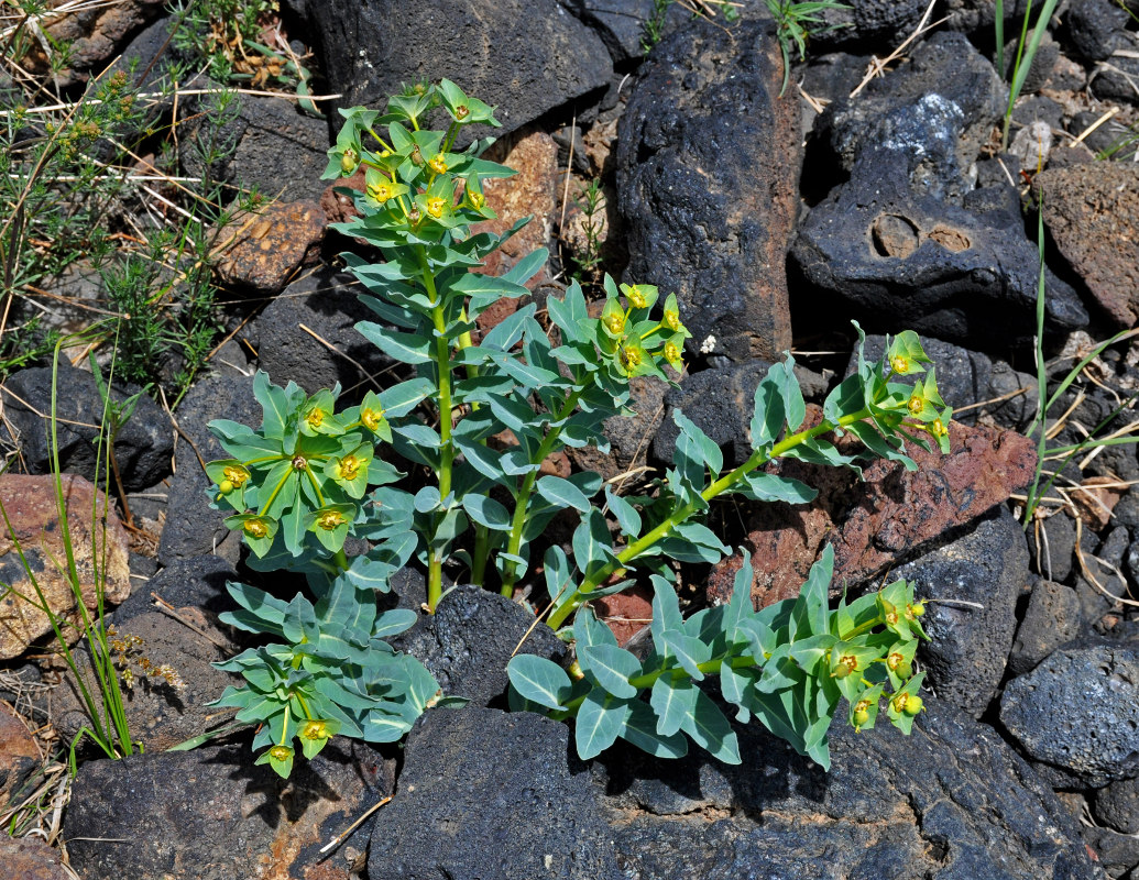 Image of Euphorbia mongolica specimen.