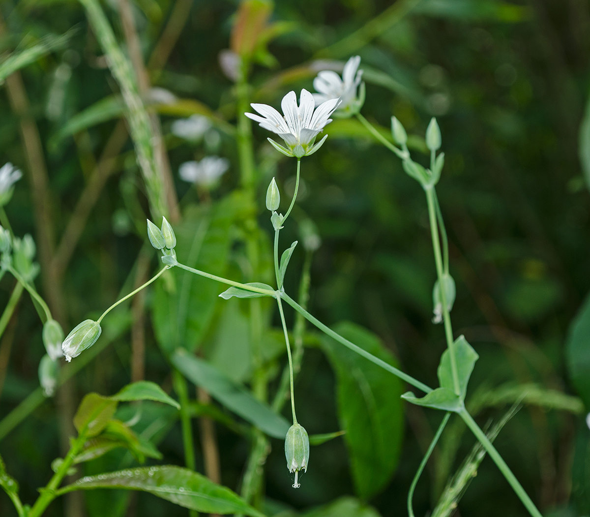 Изображение особи Cerastium davuricum.