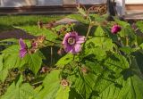 Rubus odoratus. Верхушка побега с соцветием. Пермь, Свердловский р-н, в городском озеленении. 1 августа 2018 г.