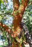 Arbutus andrachne. Часть ствола взрослого дерева. Израиль, Голанские высоты, мошав Одем. 05.07.2018.
