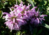 genus Pedicularis