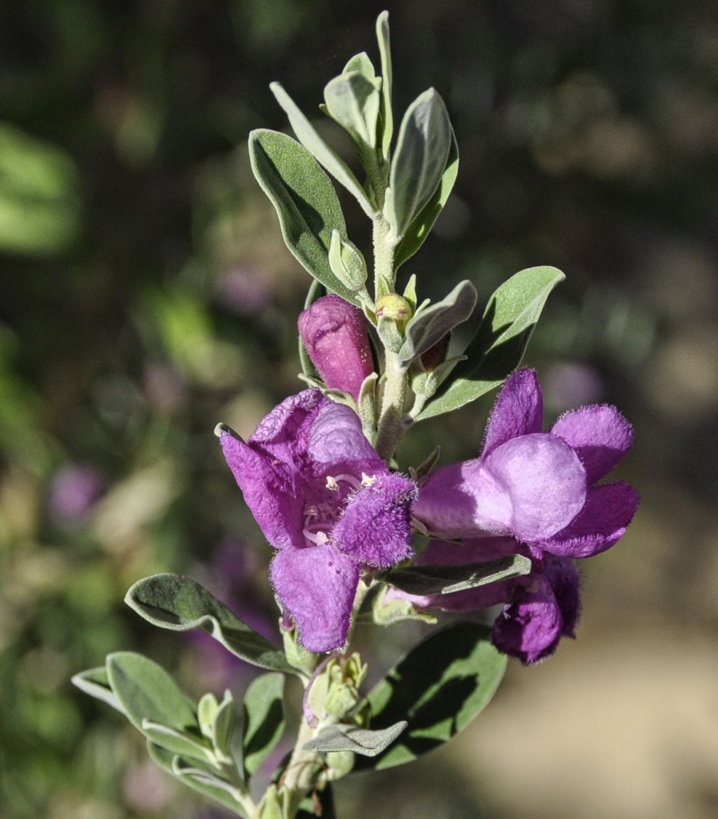 Изображение особи род Leucophyllum.