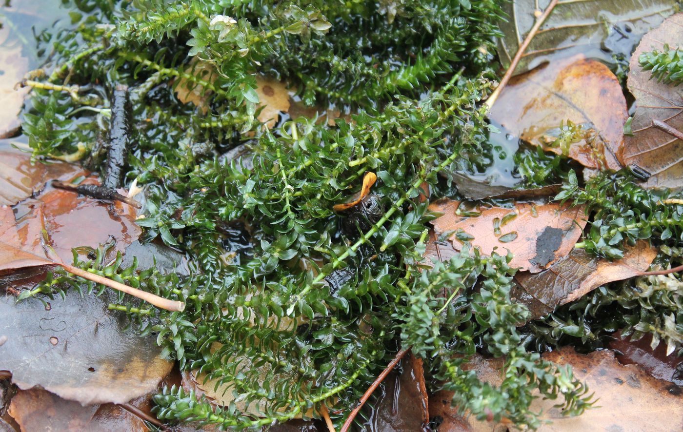 Image of Elodea canadensis specimen.