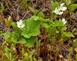 Rubus chamaemorus. Цветущие растения. Республика Бурятия, Прибайкальский р-н, берег оз. Байкал. 16.06.2018.