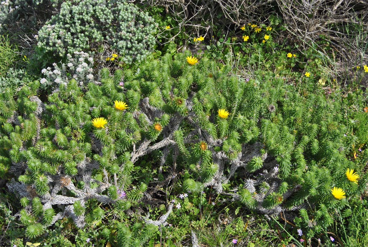 Image of Cullumia squarrosa specimen.