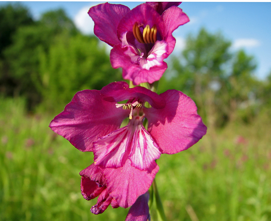 Image of Gladiolus tenuis specimen.