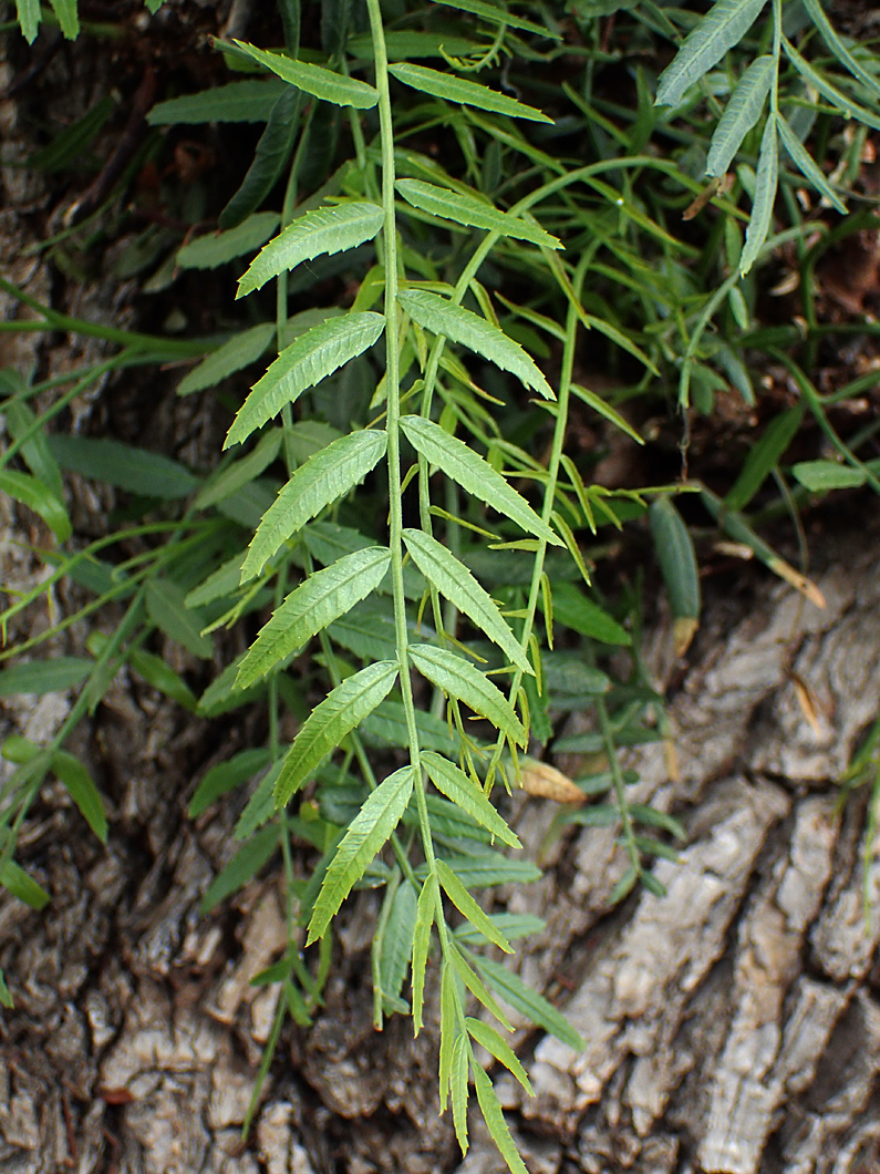 Image of Schinus molle specimen.