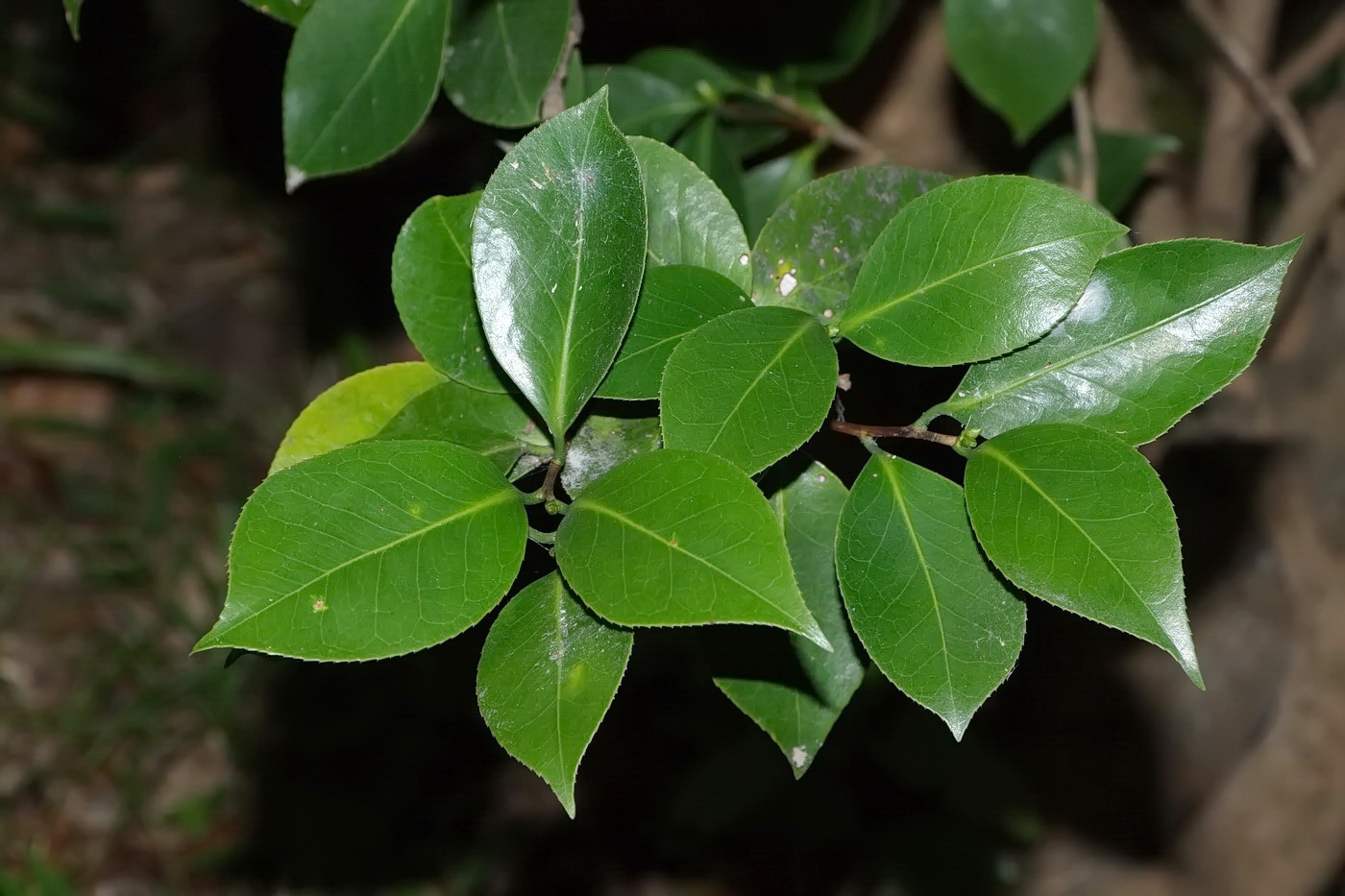 Image of Camellia japonica specimen.